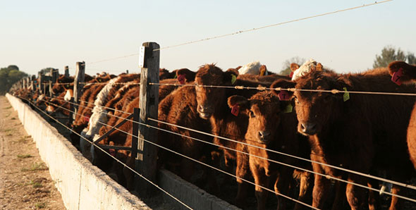 Feedlot Gepos